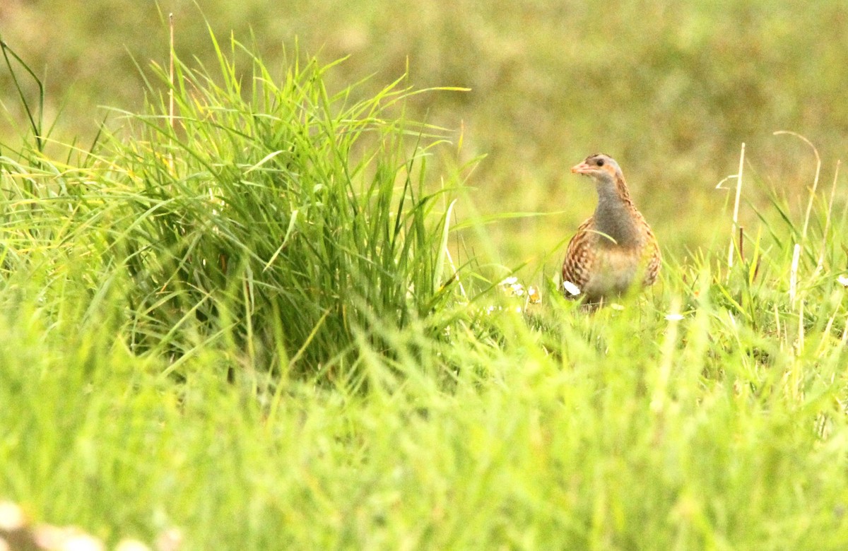 Corn Crake - ML619629396