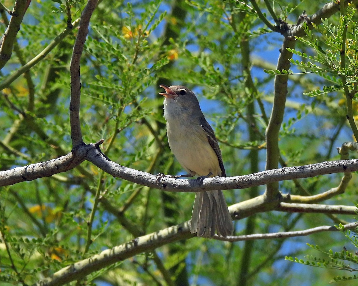 Braunaugenvireo - ML619629399