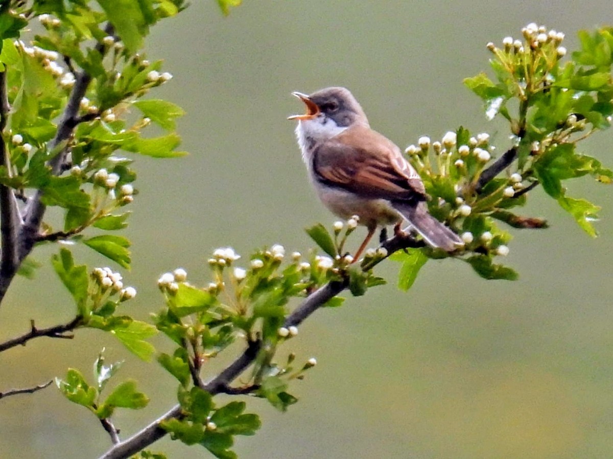 Greater Whitethroat - Manuel Hermosilla