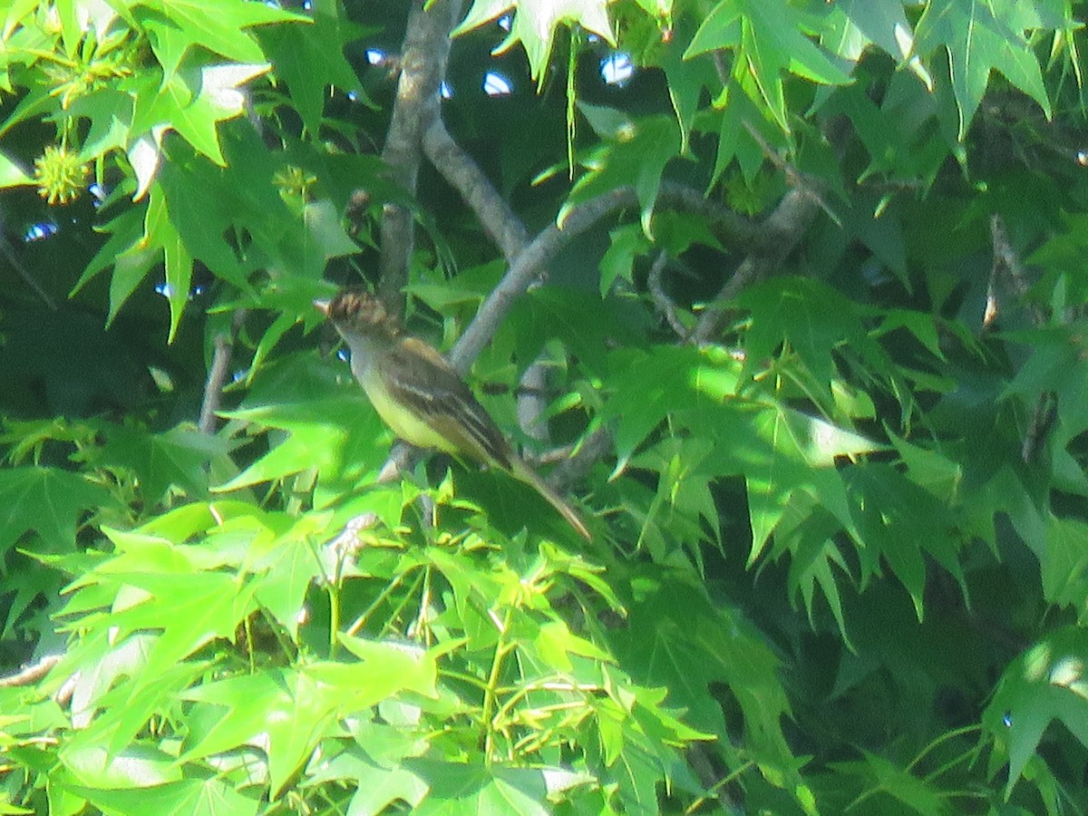 Great Crested Flycatcher - Nancy T