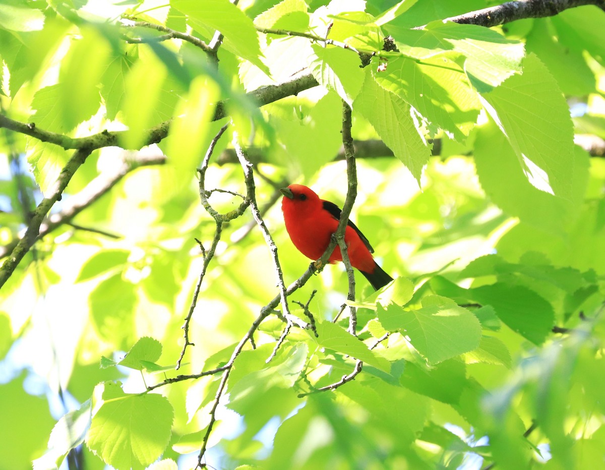 Scarlet Tanager - Lynda Noel