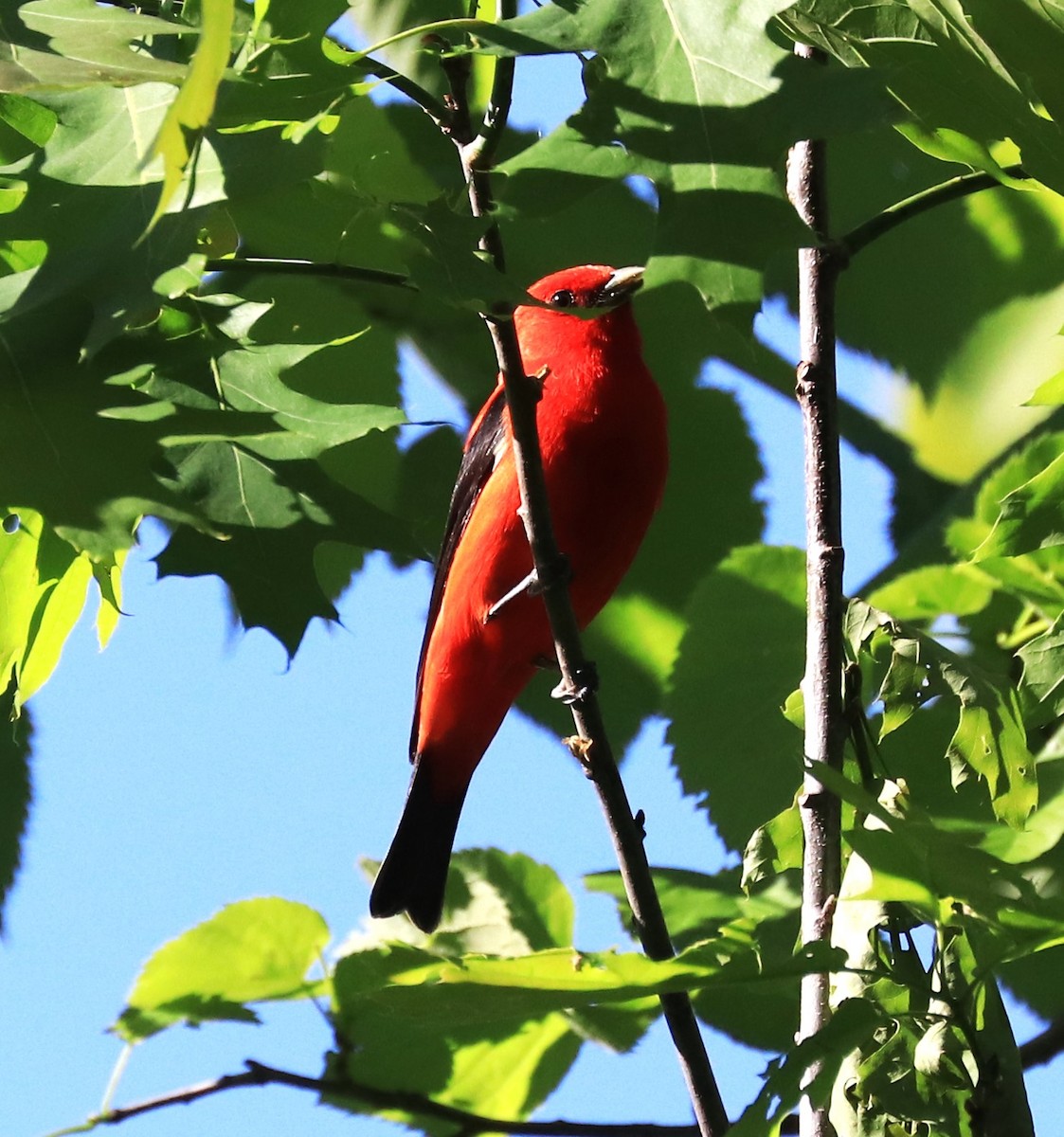 Scarlet Tanager - Lynda Noel