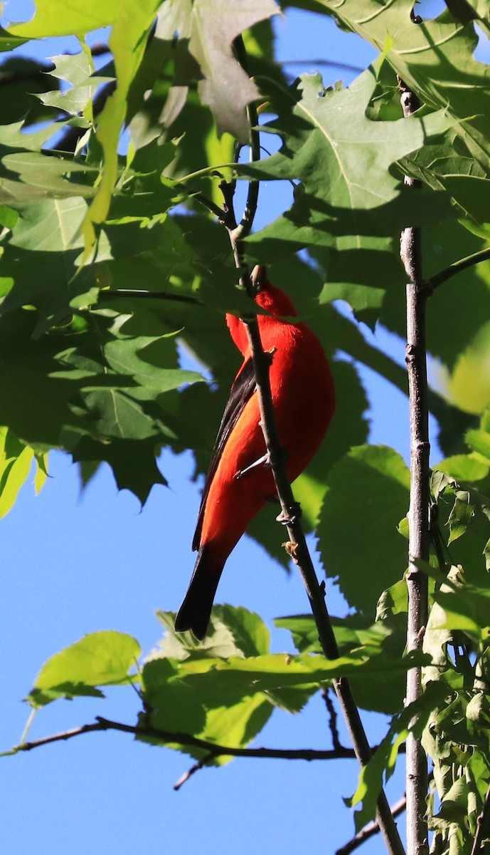 Scarlet Tanager - Lynda Noel