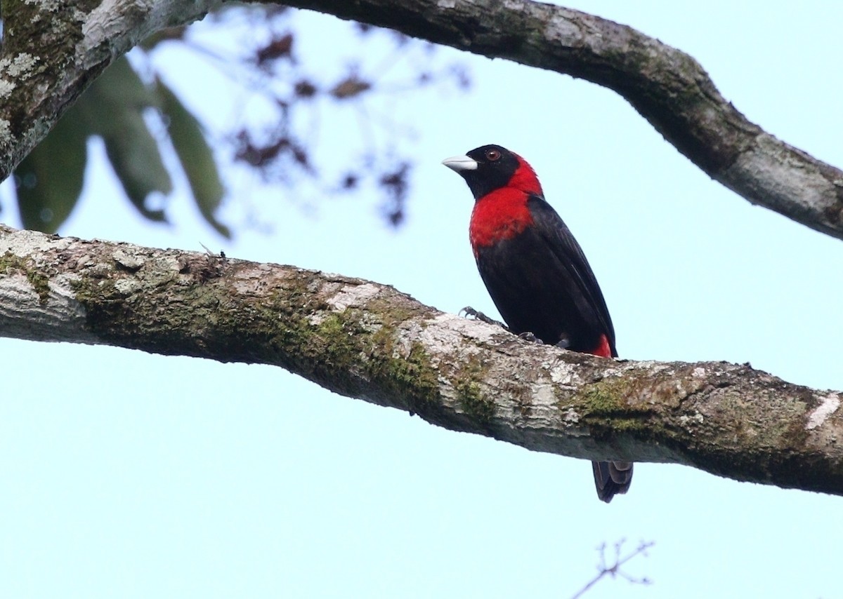 Crimson-collared Tanager - Richard Greenhalgh