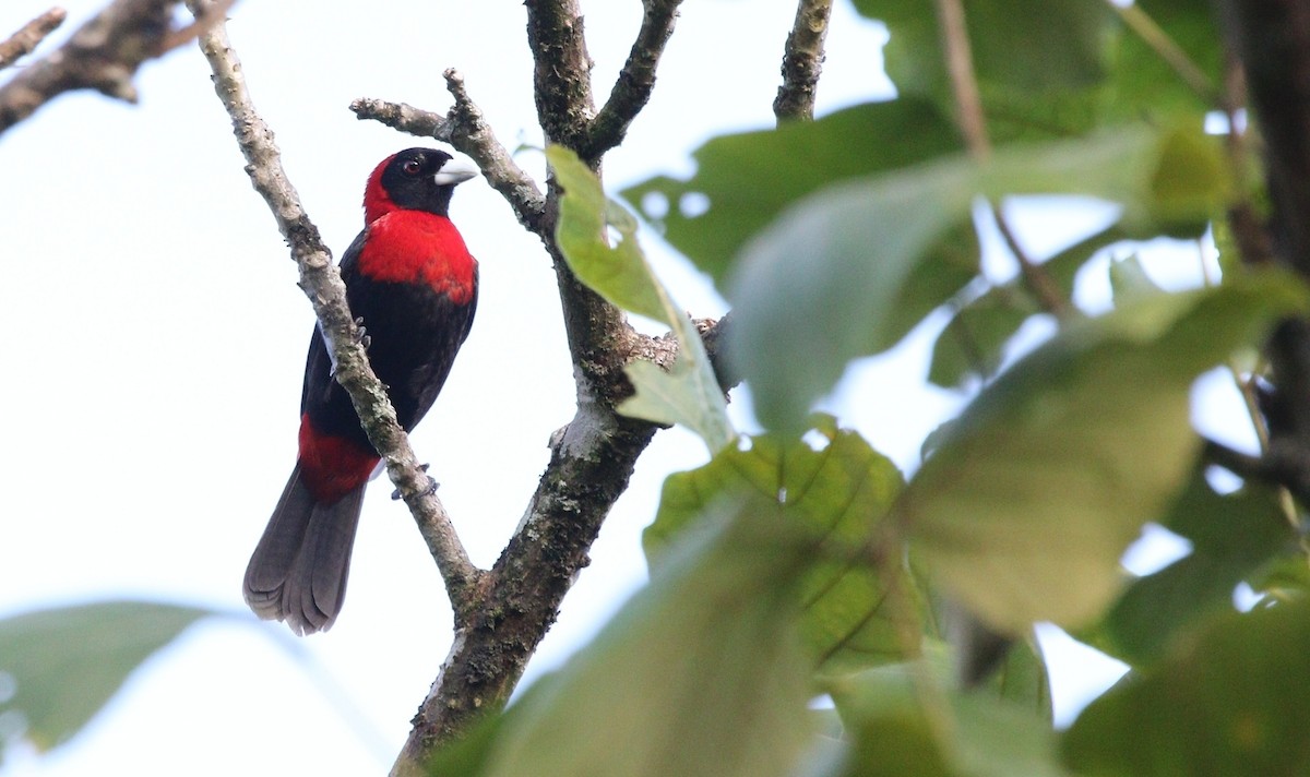 Crimson-collared Tanager - Richard Greenhalgh