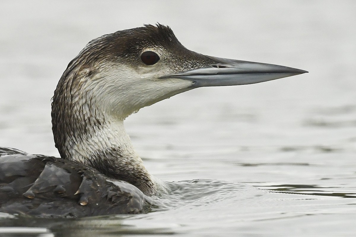 potáplice lední - ML619629408