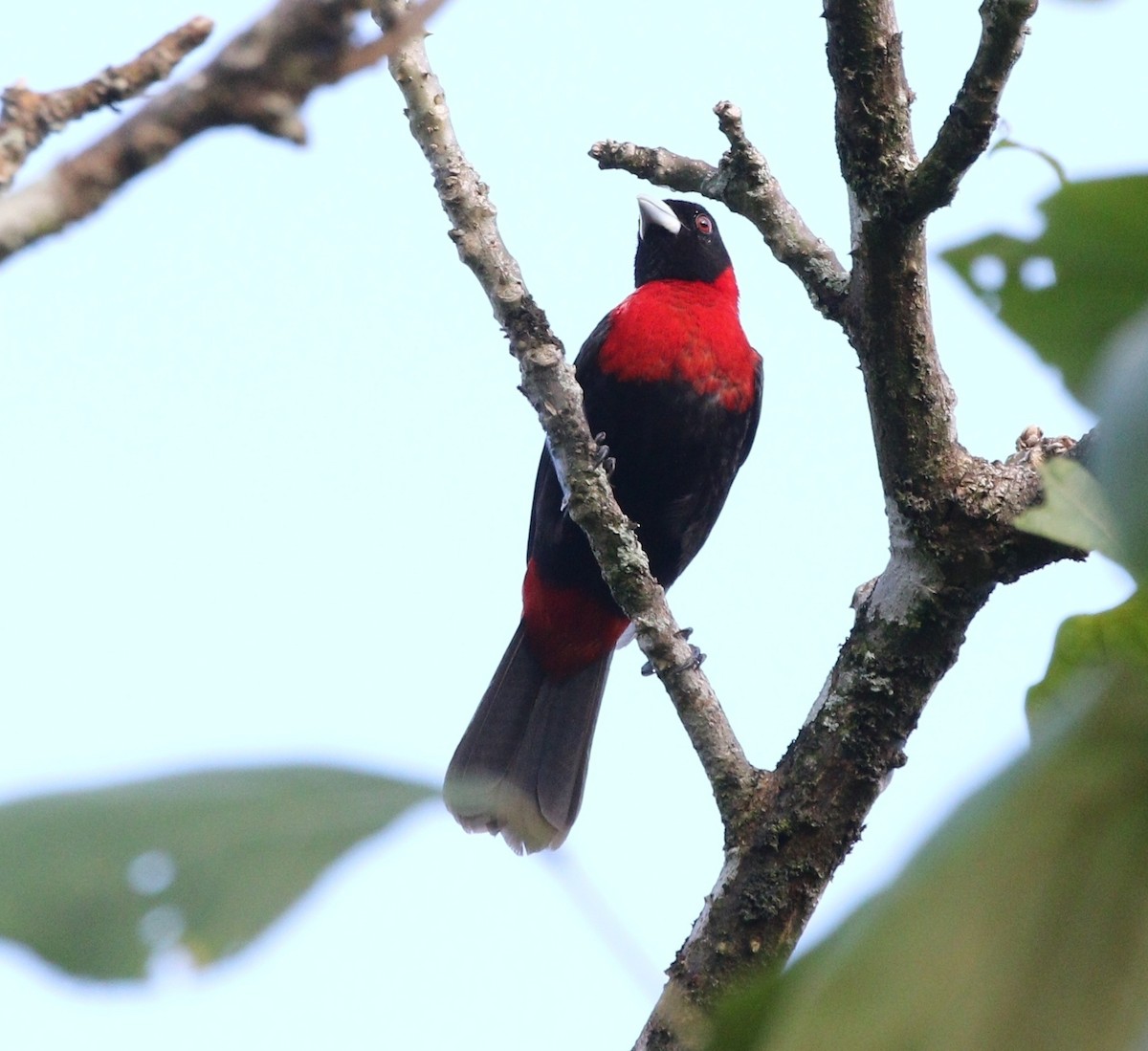 Crimson-collared Tanager - ML619629409