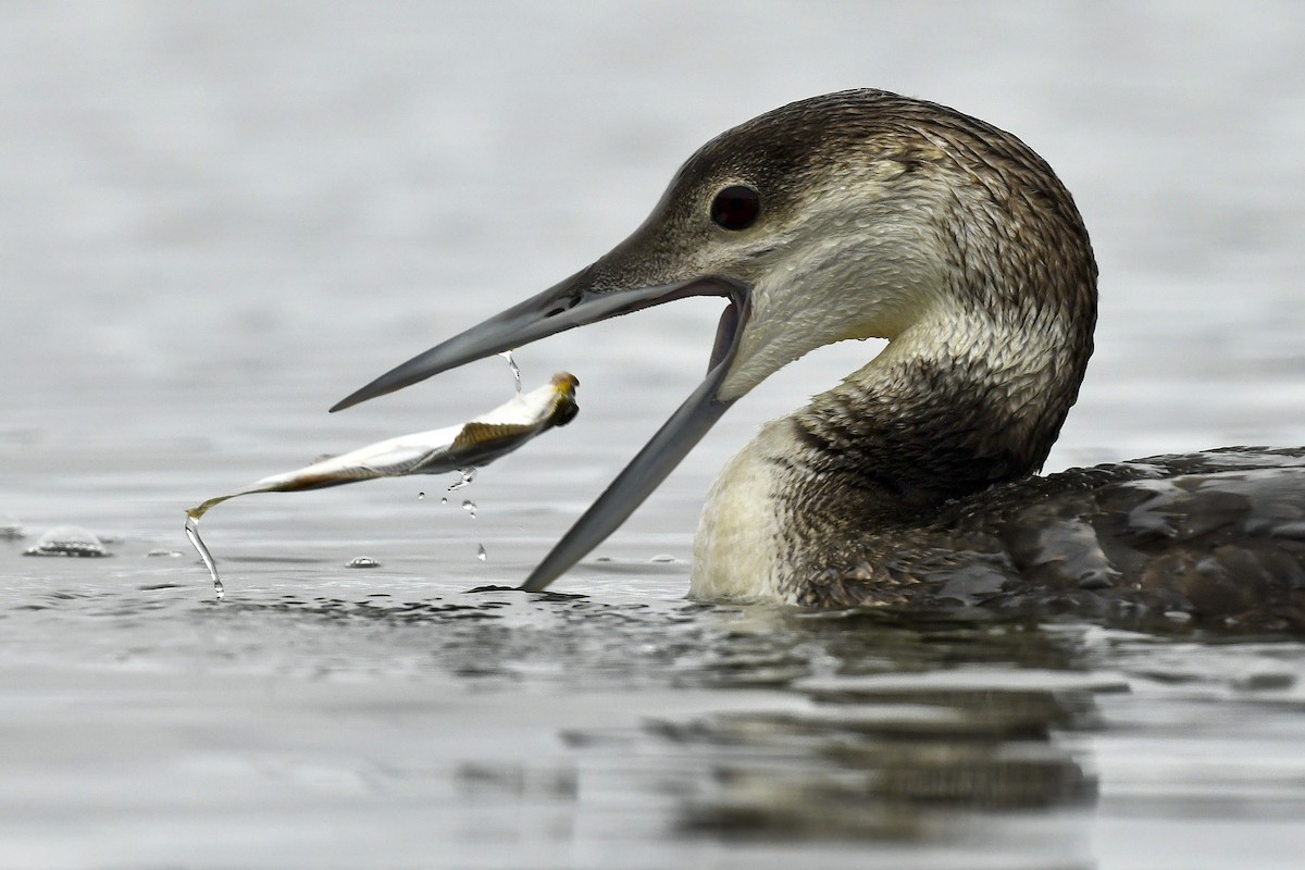 potáplice lední - ML619629410