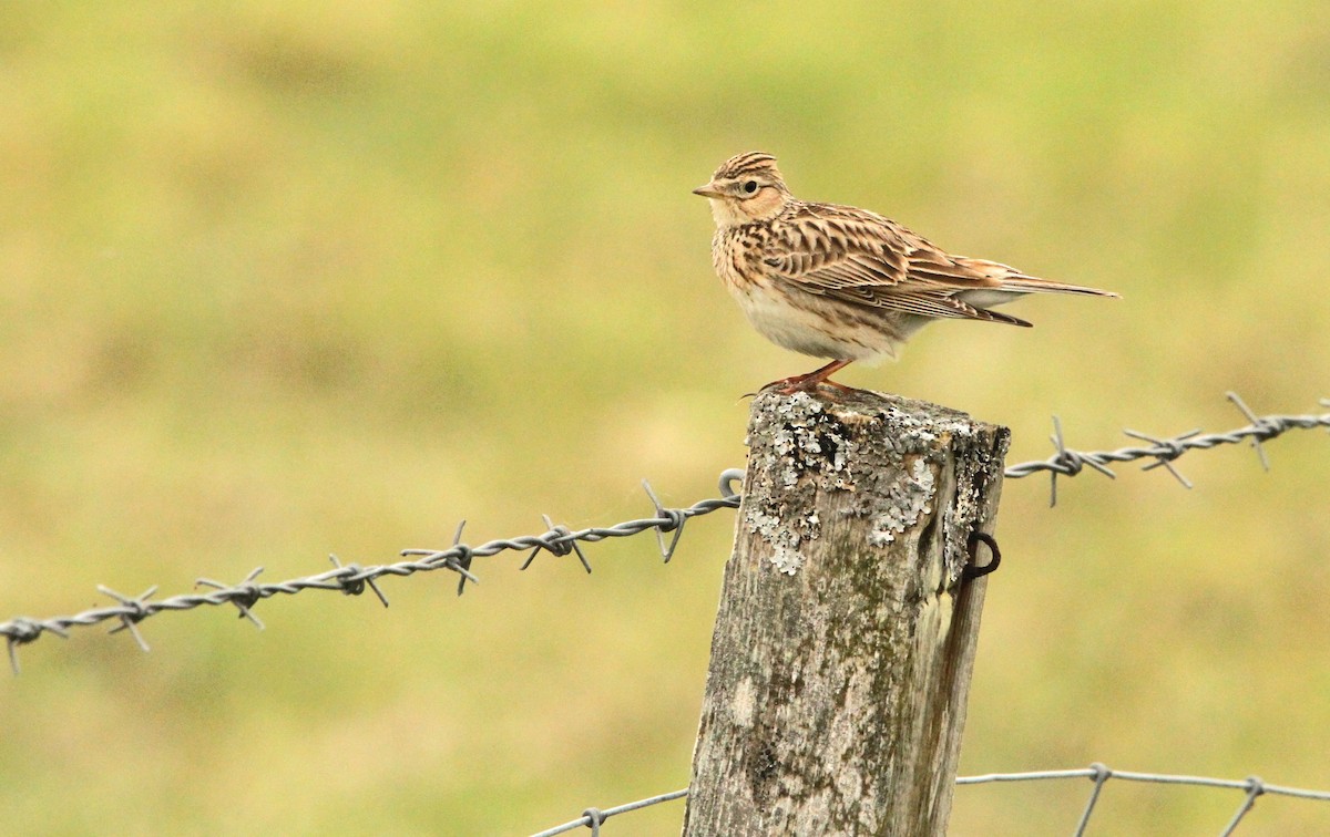 Eurasian Skylark - Simon Davies