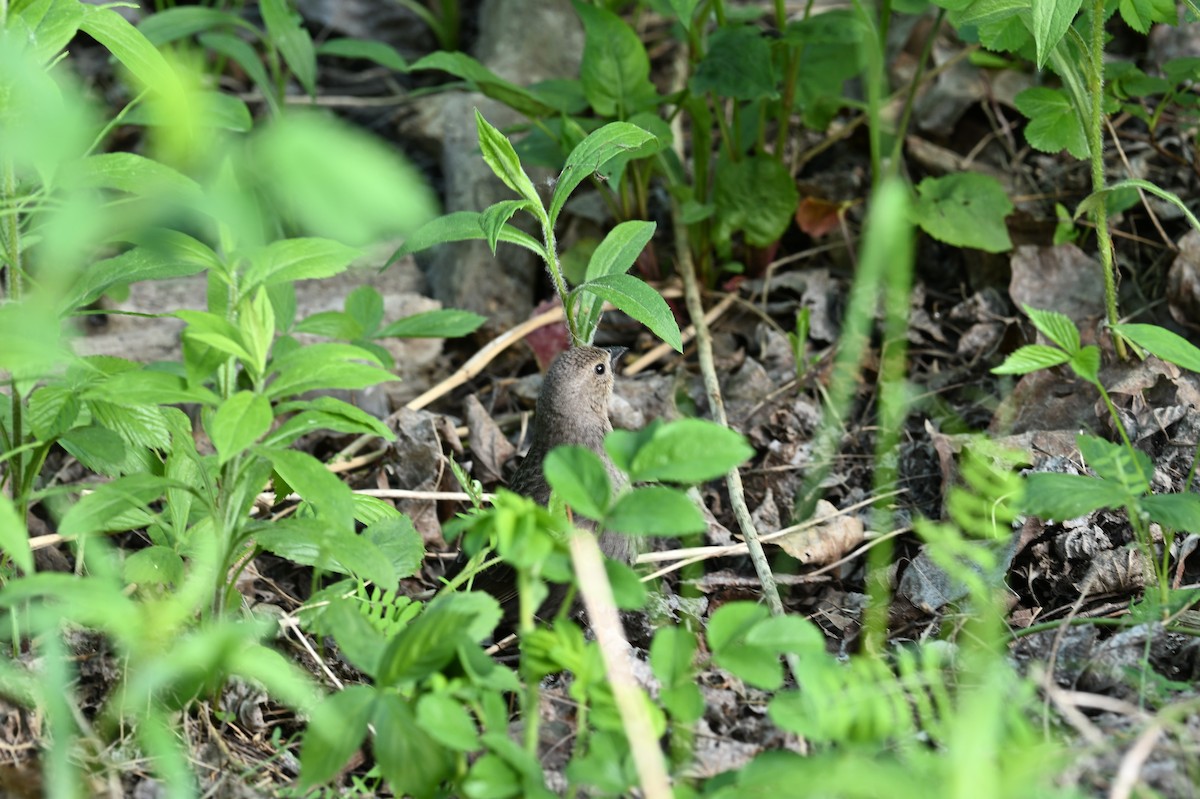 Brown-headed Cowbird - france dallaire