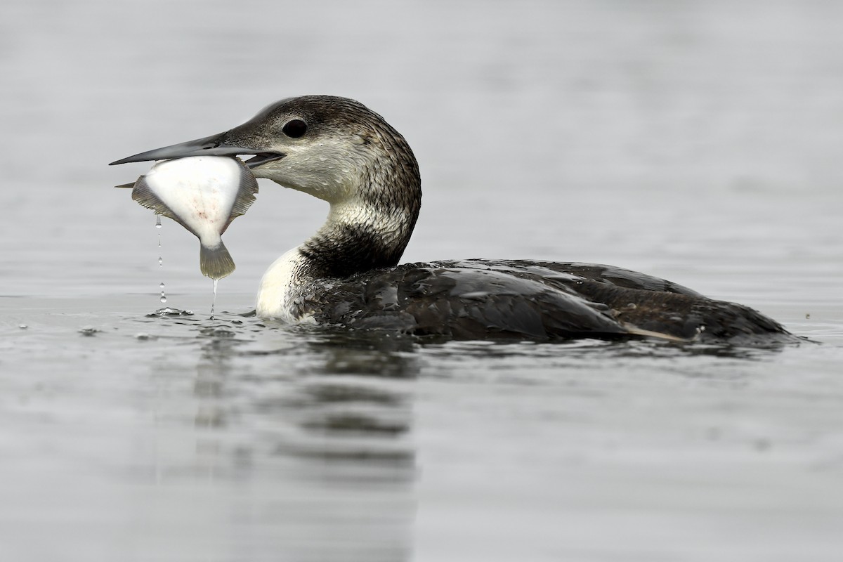 potáplice lední - ML619629413