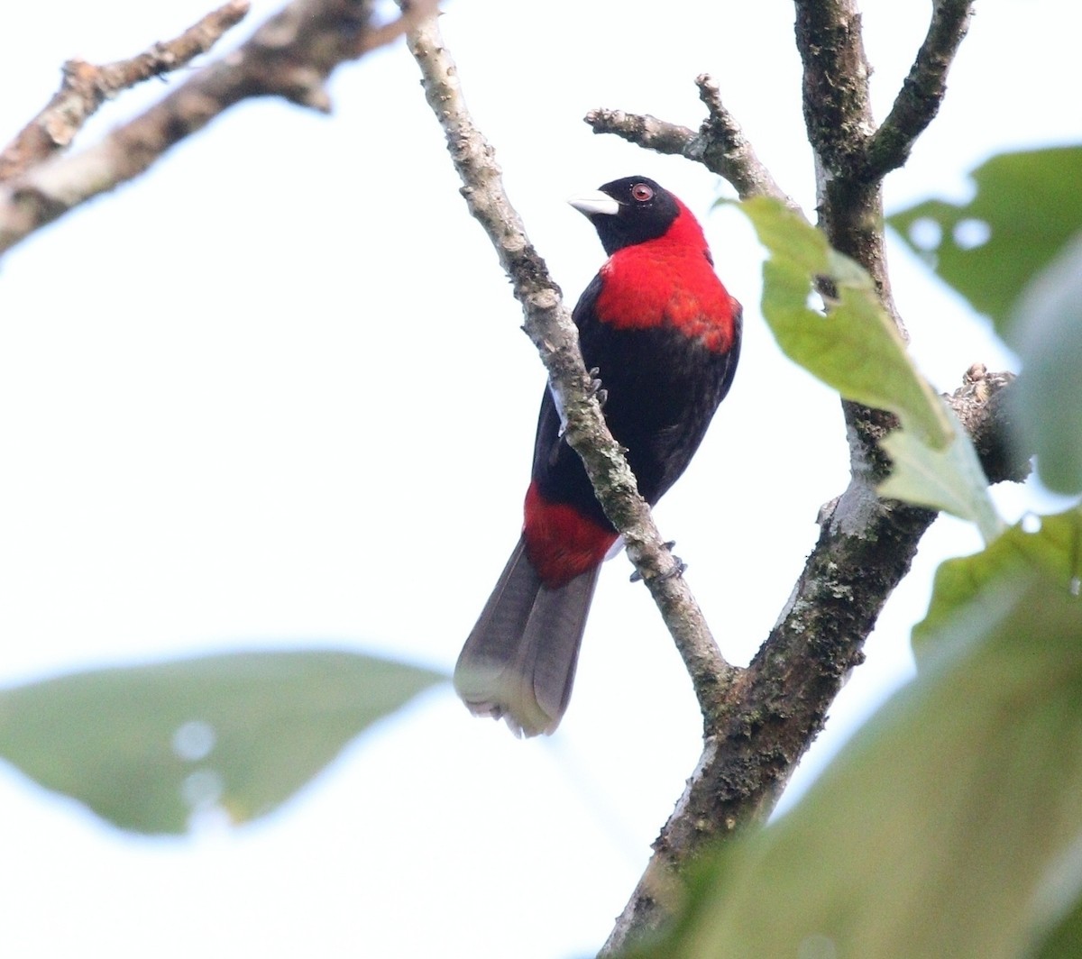 Crimson-collared Tanager - ML619629415