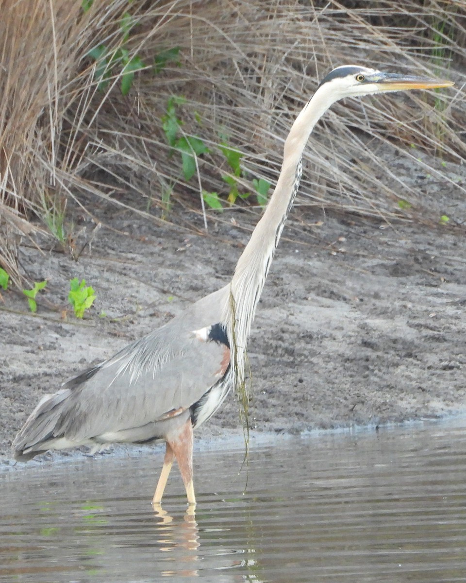 Great Blue Heron - ML619629417