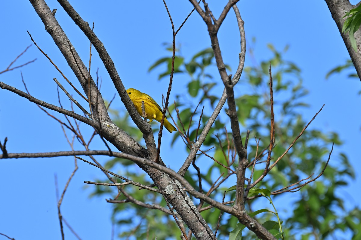 Yellow Warbler - france dallaire