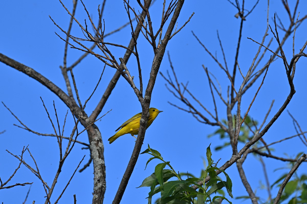 Yellow Warbler - france dallaire