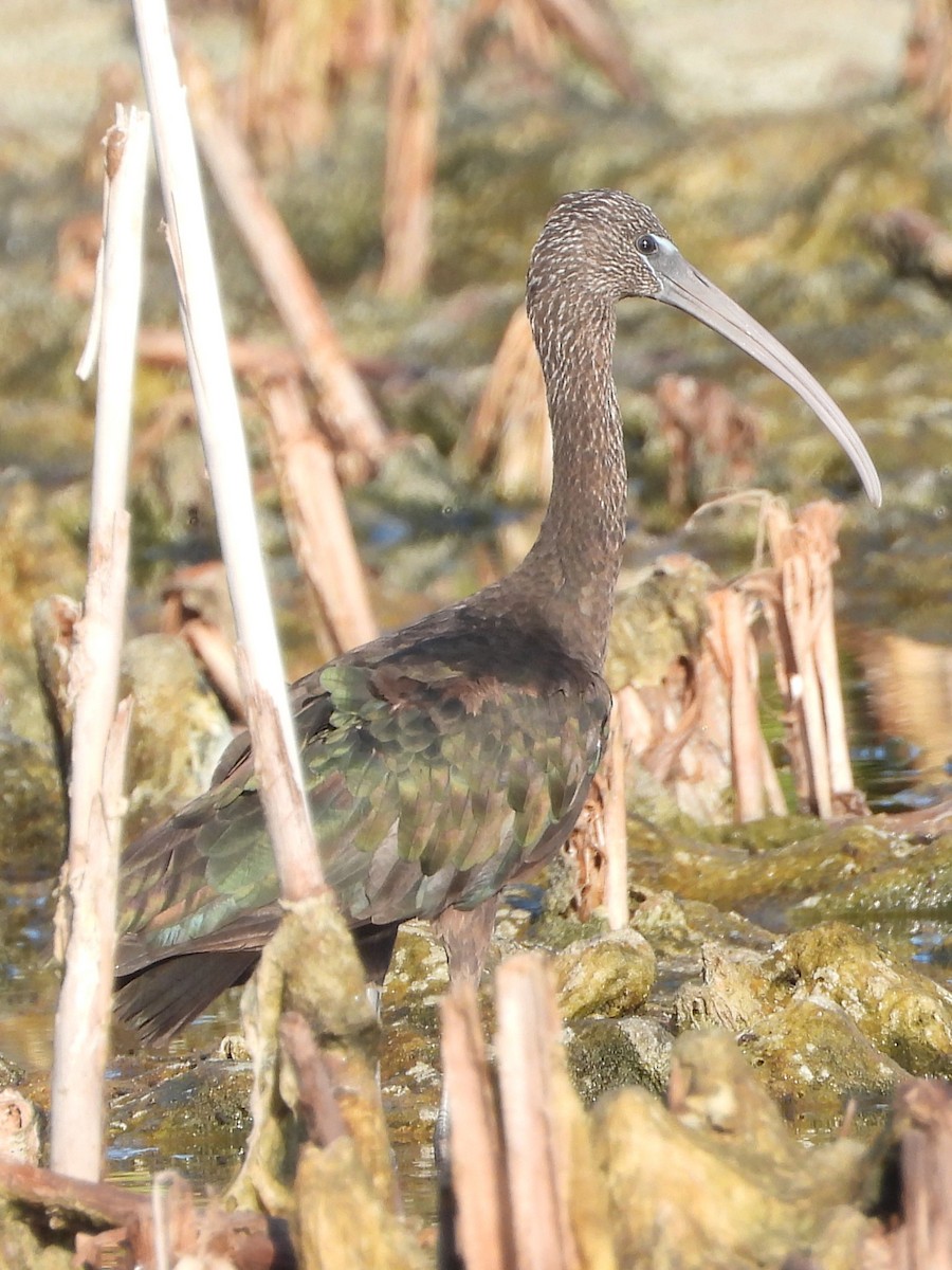 Glossy Ibis - Vickie Amburgey