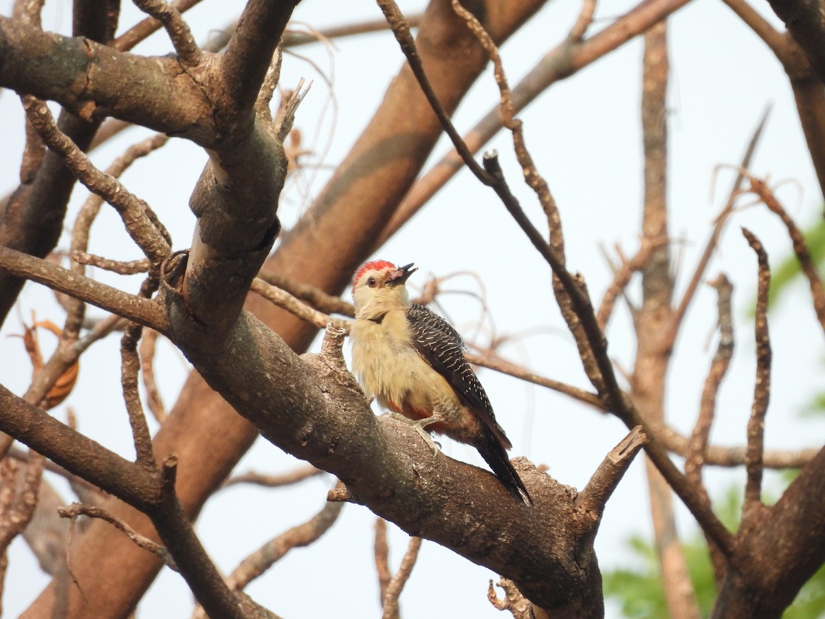 Golden-fronted Woodpecker - Manuel Graniel