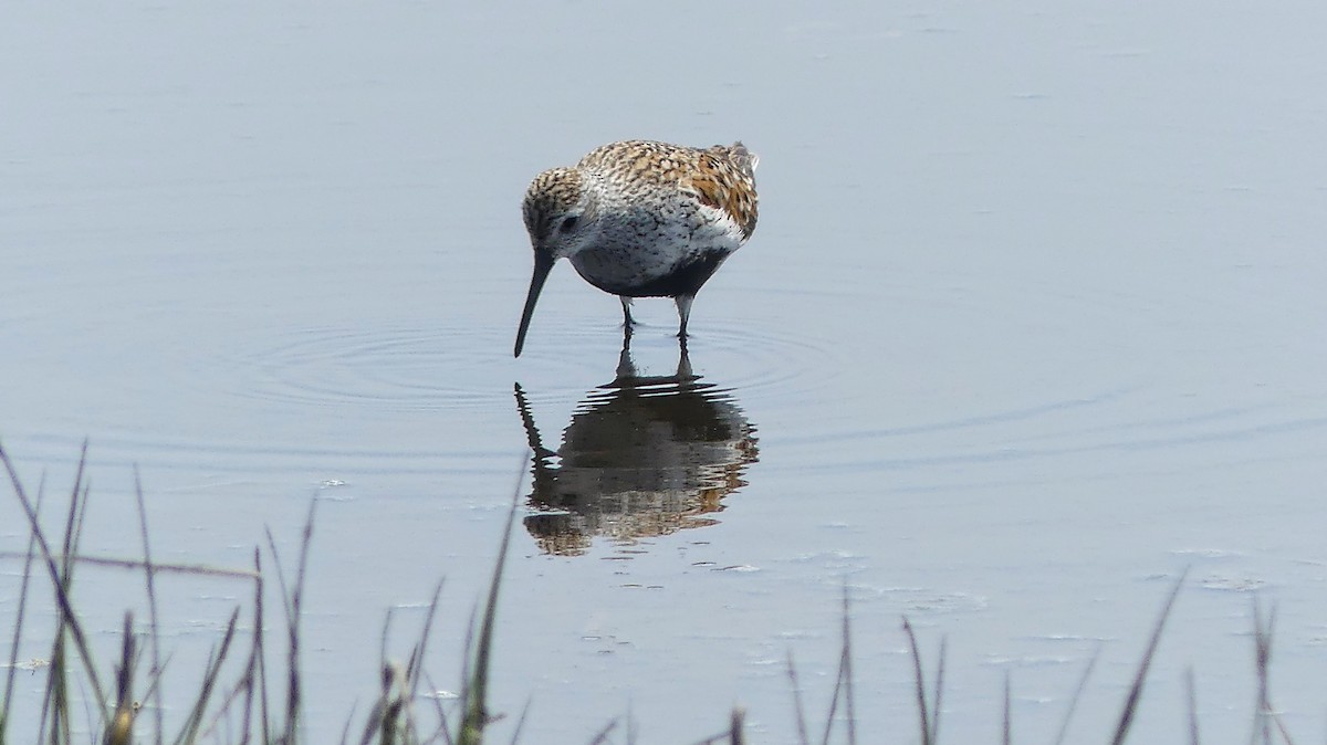 Dunlin - Daniel Islam