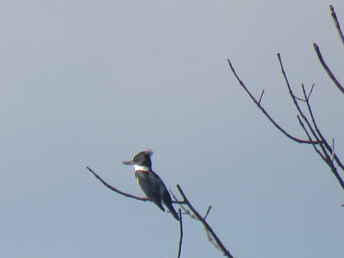 Belted Kingfisher - Nancy T