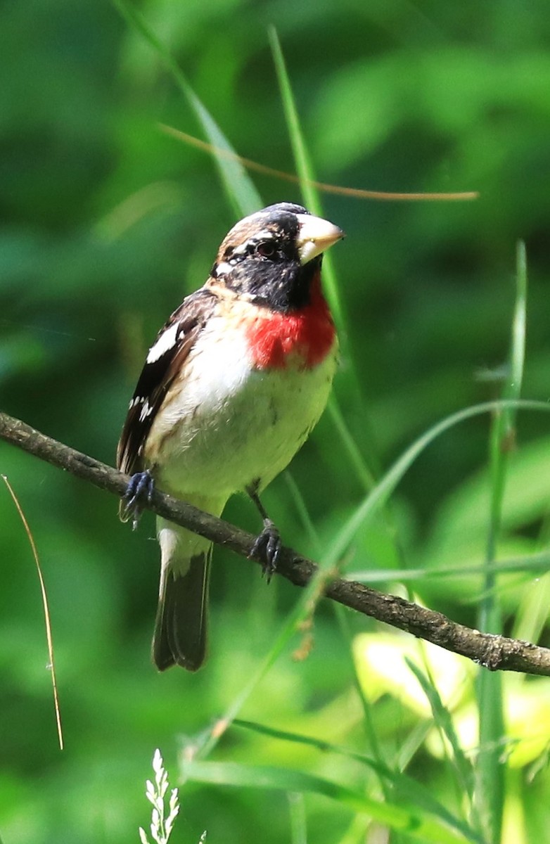 Rose-breasted Grosbeak - Lynda Noel