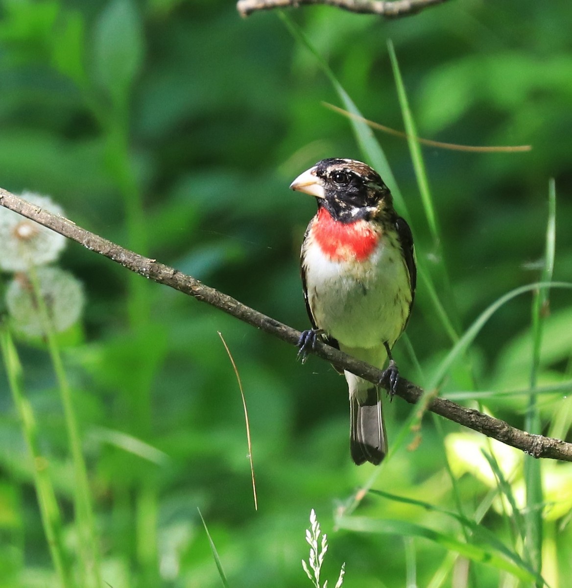 Rose-breasted Grosbeak - Lynda Noel