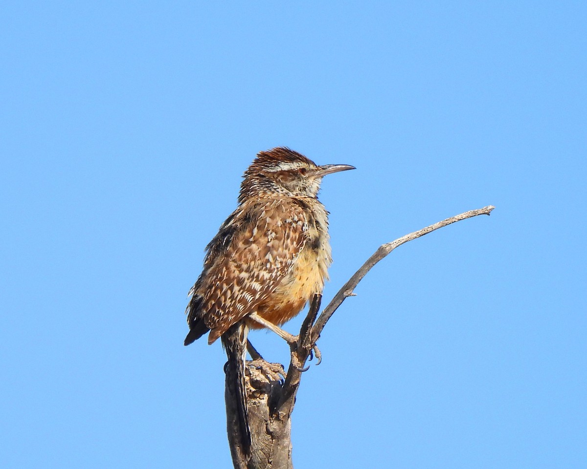 Cactus Wren - ML619629441