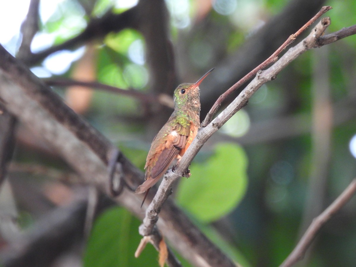 kolibřík yukatanský - ML619629442