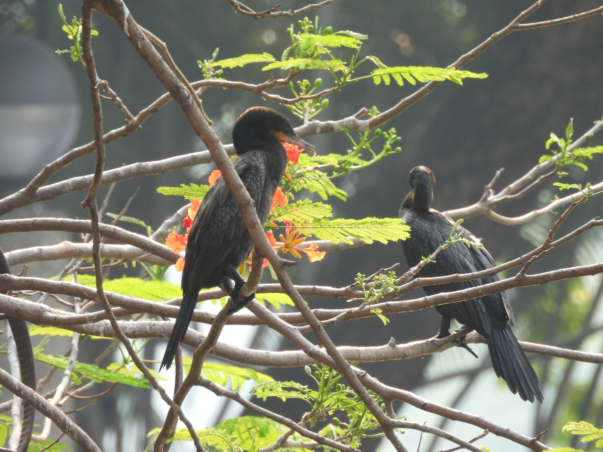 Neotropic Cormorant - ML619629446