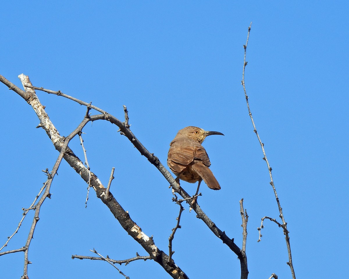 Curve-billed Thrasher - Tony Sullivan