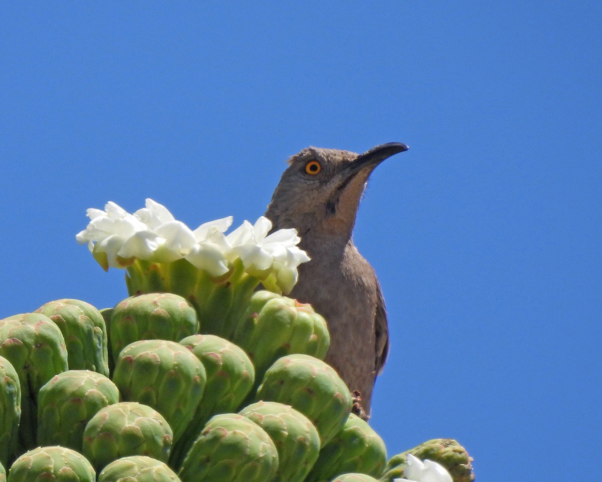 Curve-billed Thrasher - Tony Sullivan