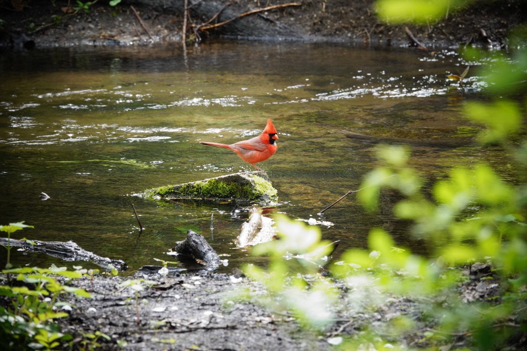 Northern Cardinal - Anonymous