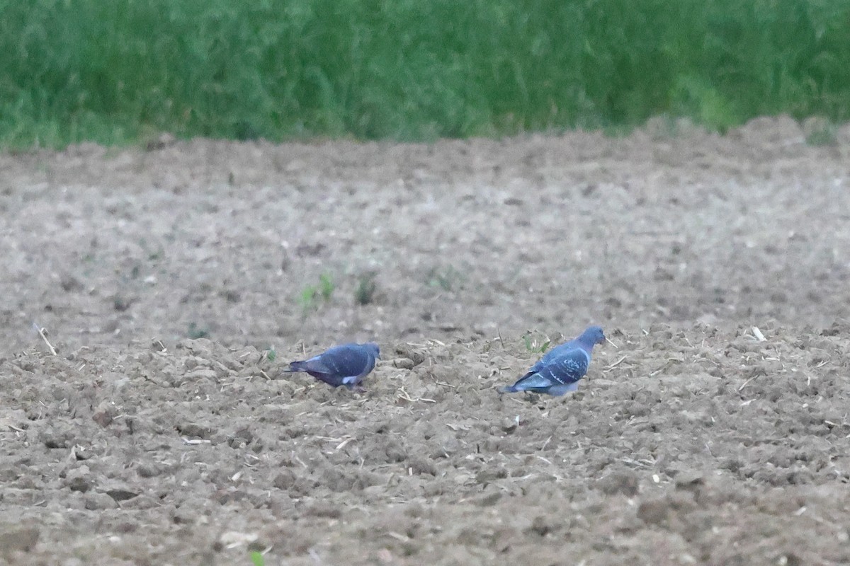 Rock Pigeon (Feral Pigeon) - Keith Pflieger