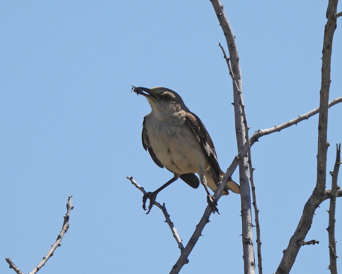 Northern Mockingbird - ML619629464