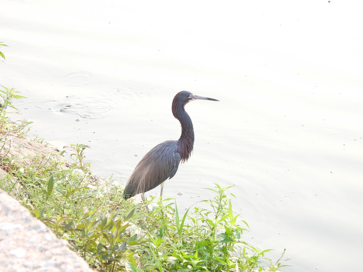 Little Blue Heron - ML619629469