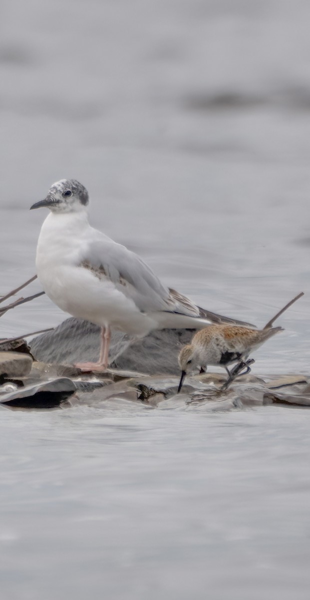 Bécasseau variable - ML619629470