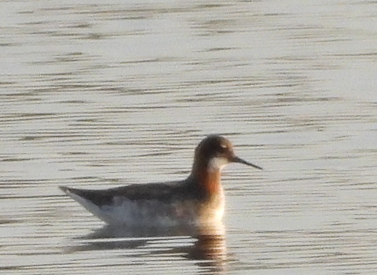 Red-necked Phalarope - Forest Chapman