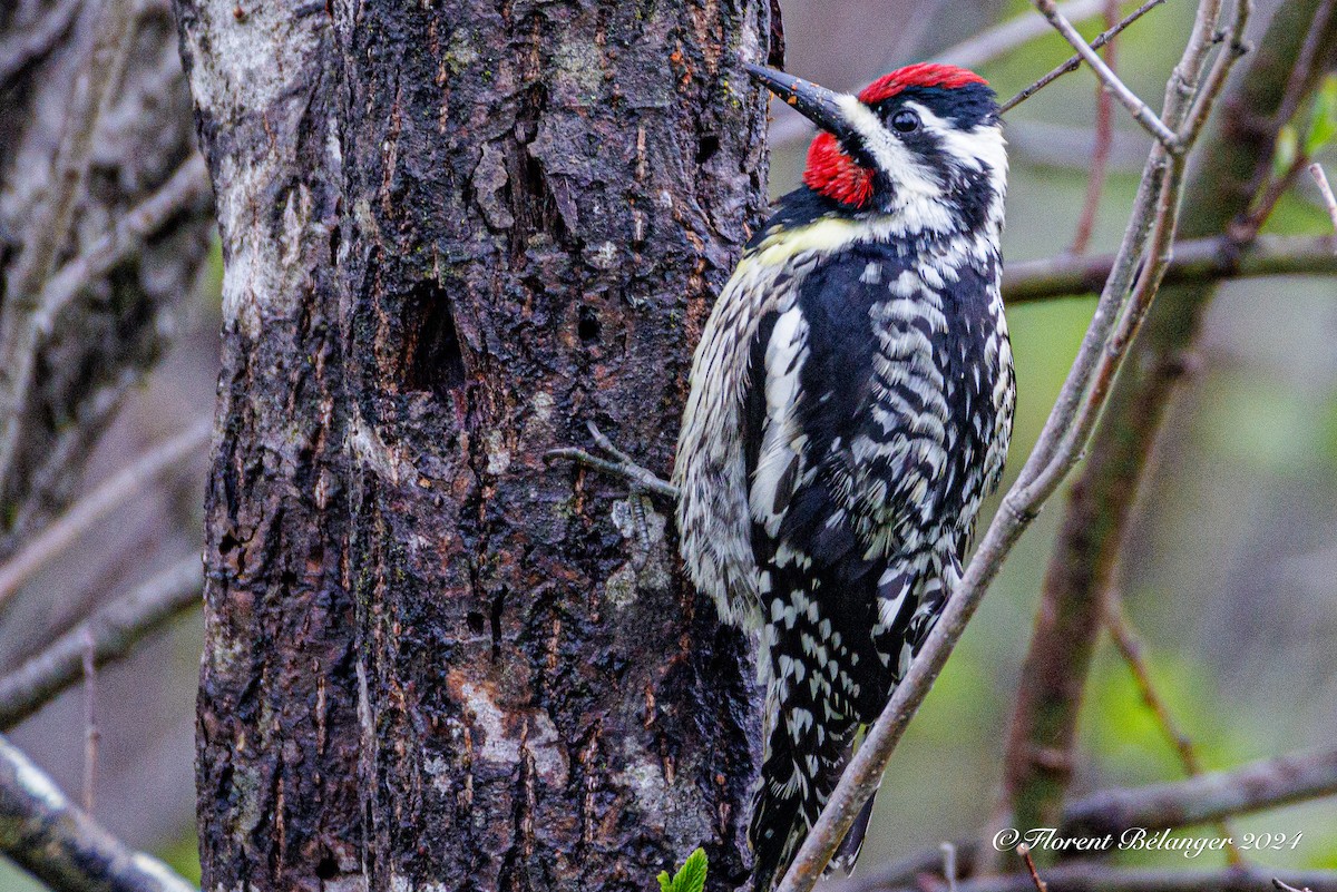 Yellow-bellied Sapsucker - Florent Bélanger