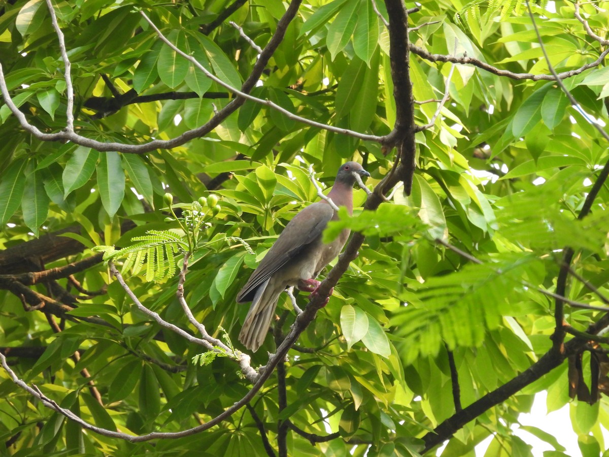 Pale-vented Pigeon - ML619629504