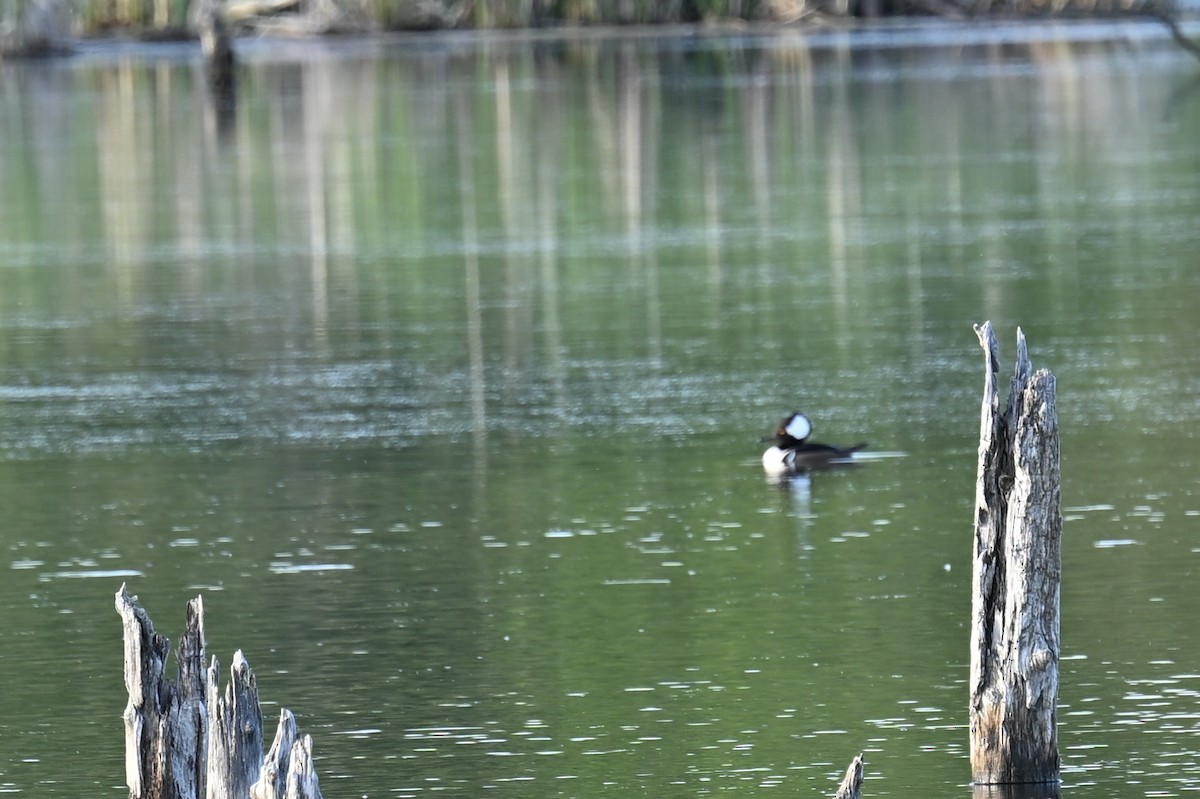 Hooded Merganser - france dallaire