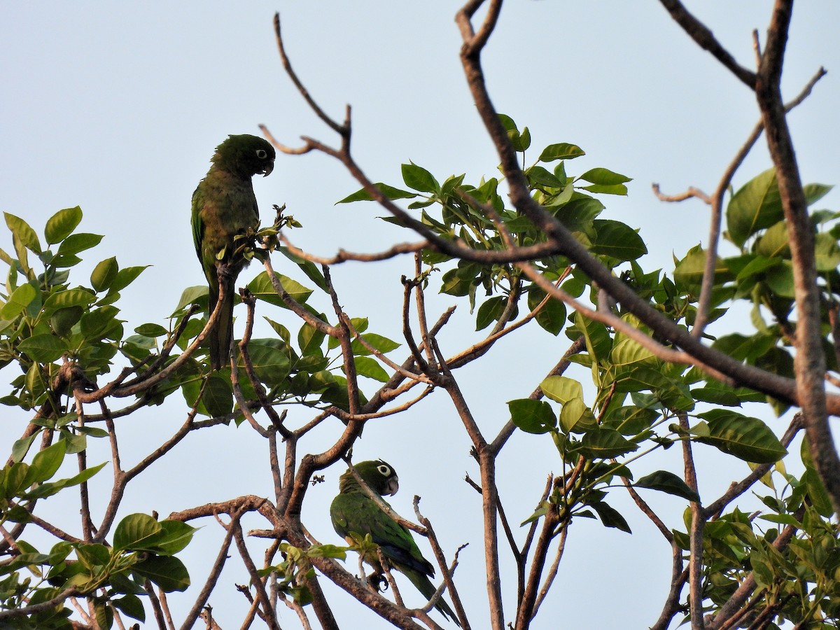 Olive-throated Parakeet - Manuel Graniel