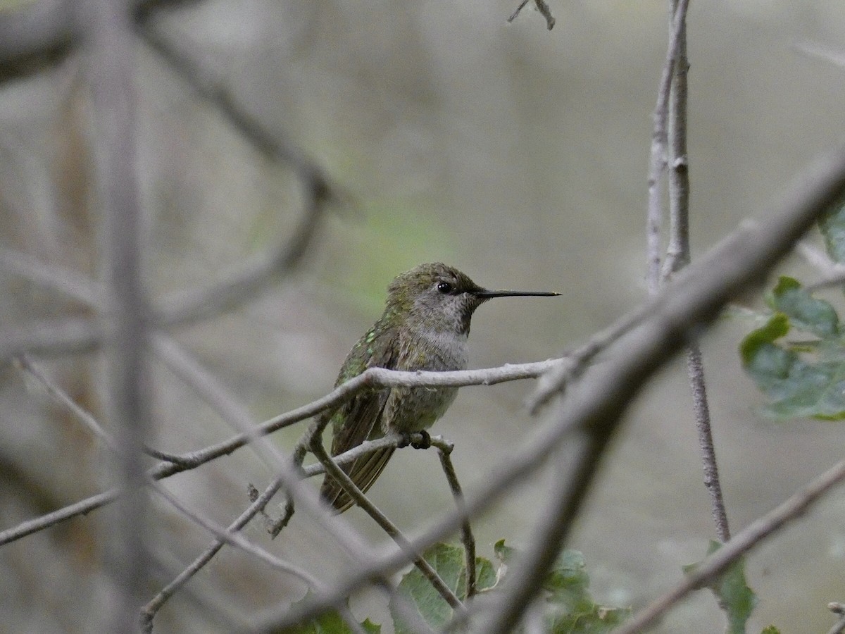 Colibrí de Anna - ML619629516