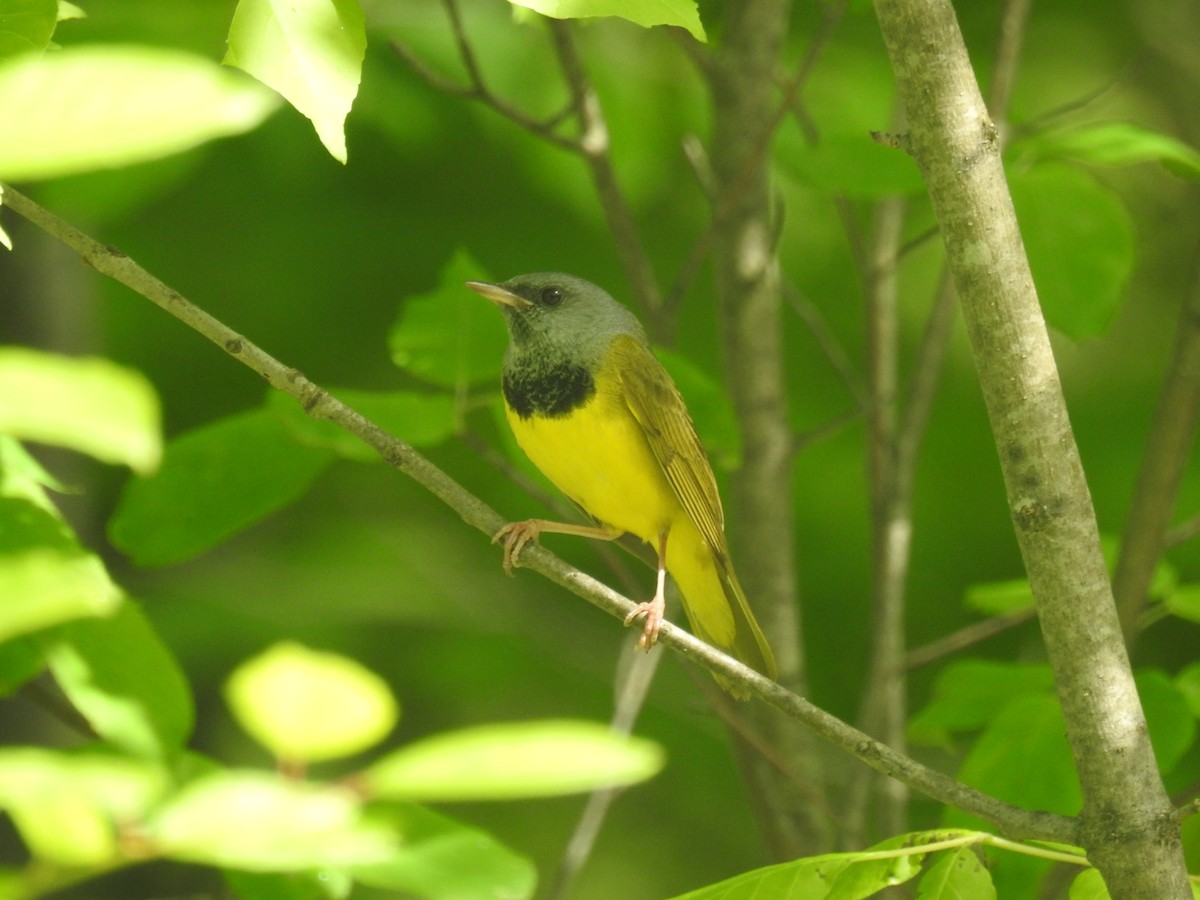 Mourning Warbler - Tom Dibblee