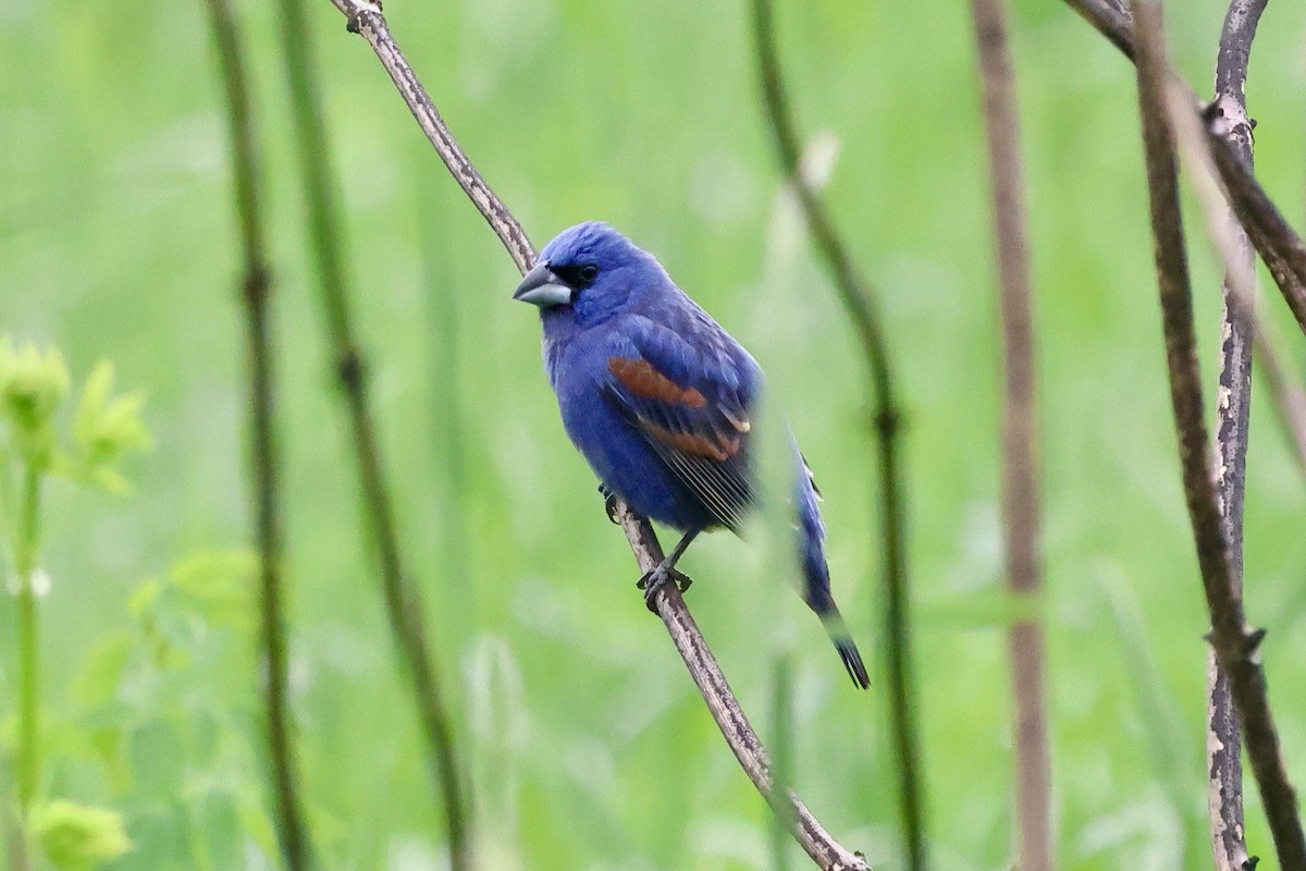 Blue Grosbeak - Keith Pflieger