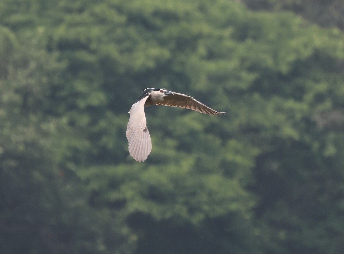 Black-crowned Night Heron - Ayan Kanti Chakraborty