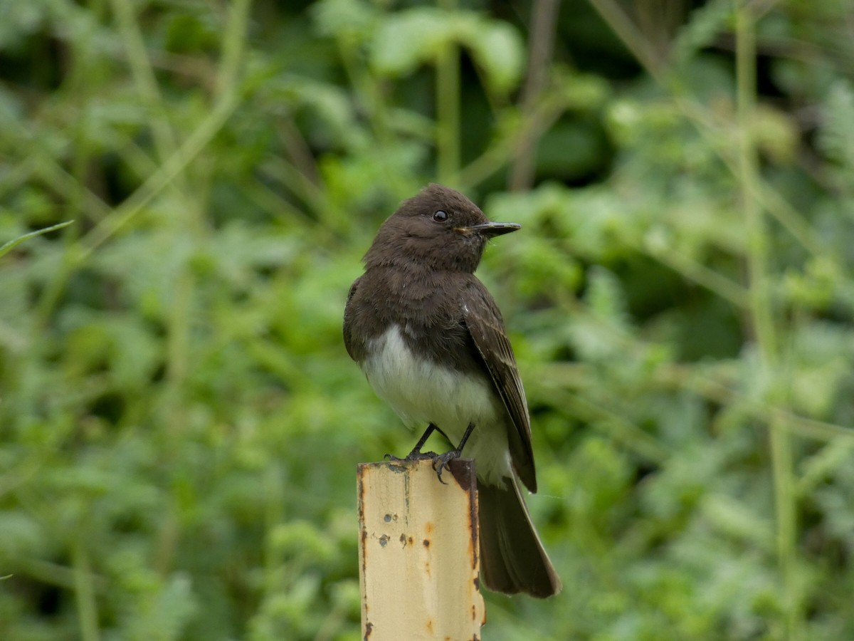 Black Phoebe - Reeve Cowne