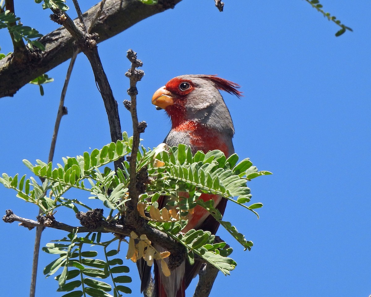 Cardinal pyrrhuloxia - ML619629531