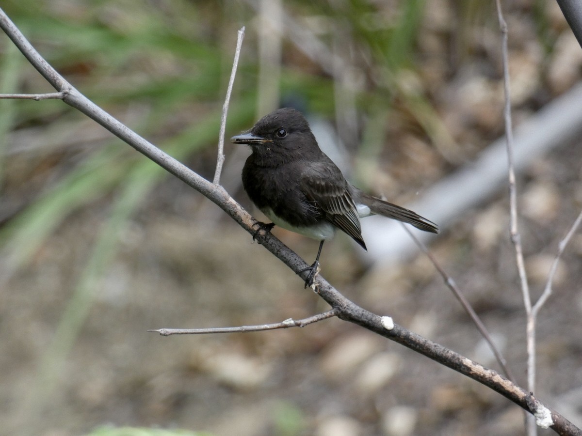 Black Phoebe - Reeve Cowne