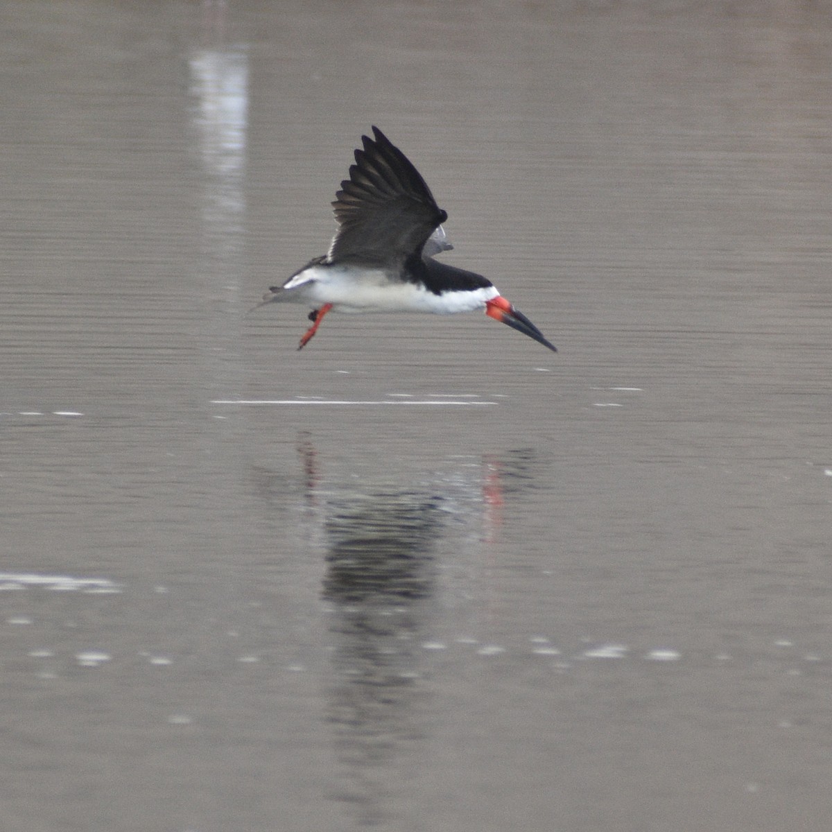 Black Skimmer - ML619629536