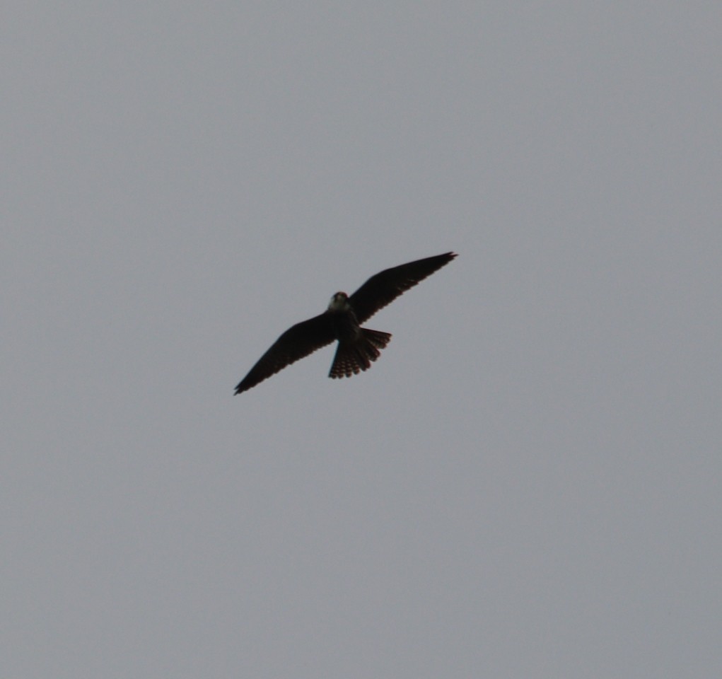 Eurasian Hobby - ML619629545