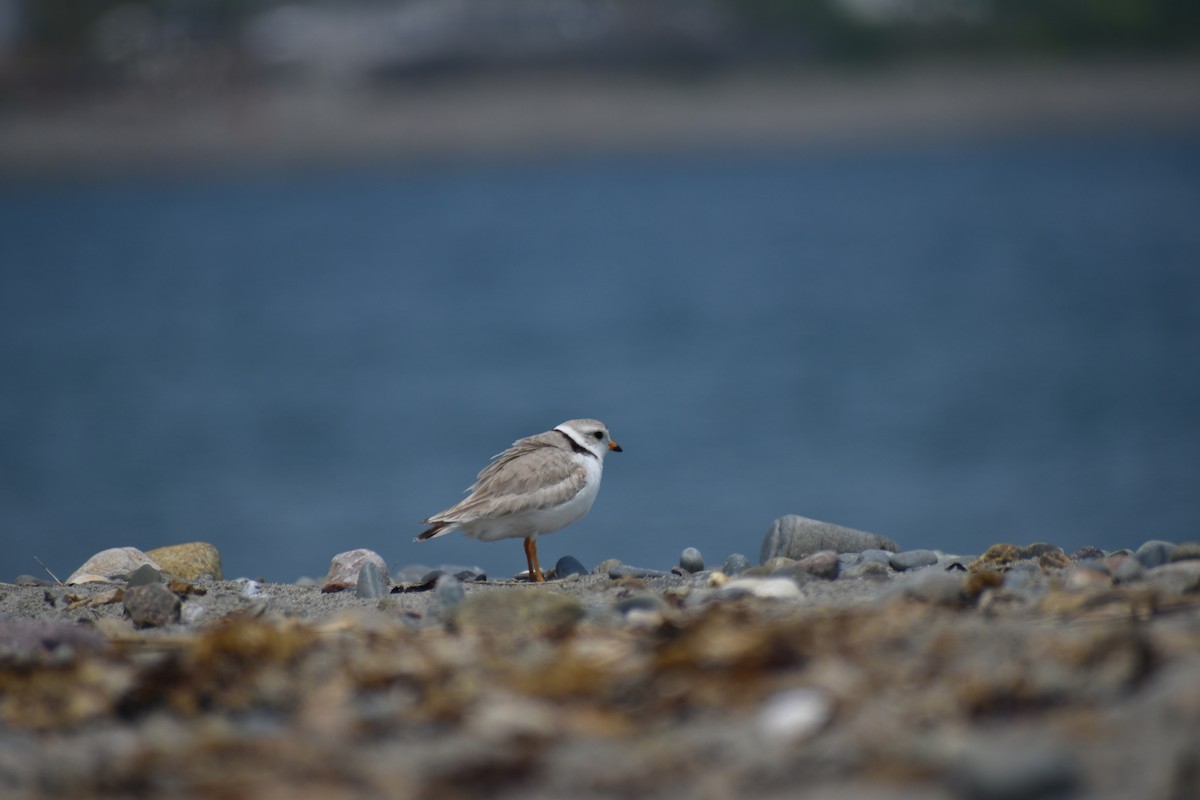 Piping Plover - ML619629573